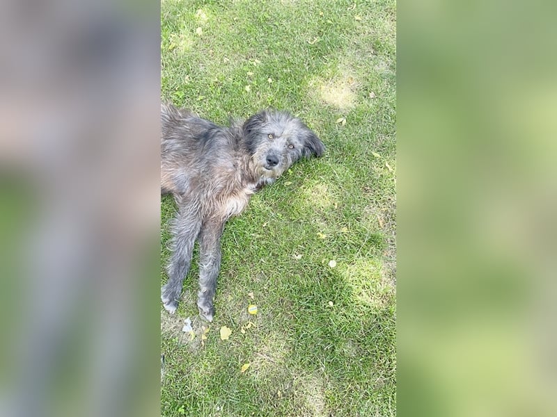 RONNY, ein Sonnenschein von Hund