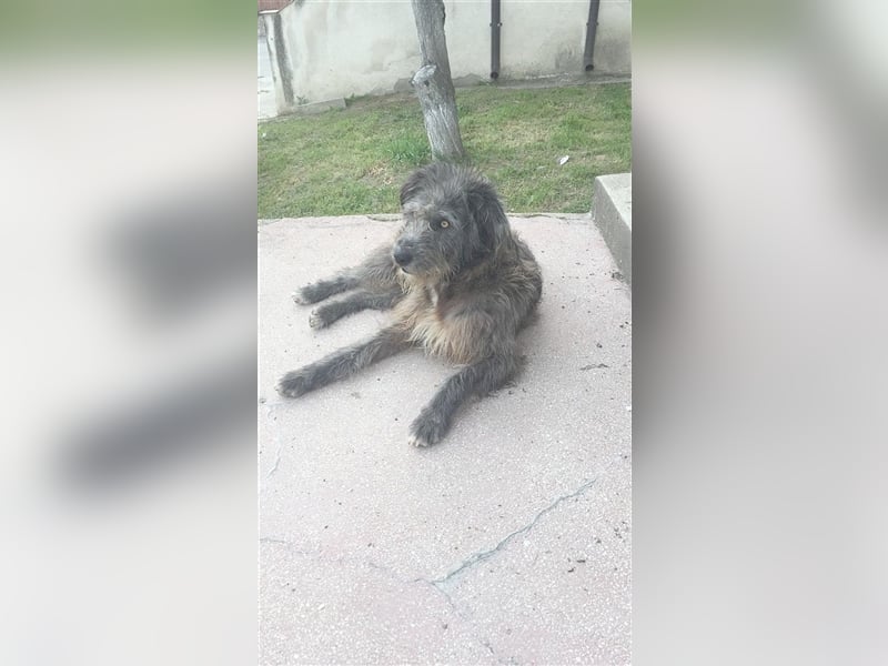 RONNY, ein Sonnenschein von Hund
