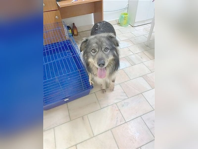COOKIE, ein TRAUMBUB. Mag auch Katzen