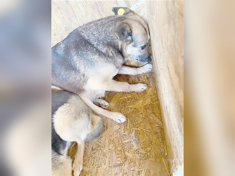 ALMI, NOTFALL sucht dringend ein Zuhause