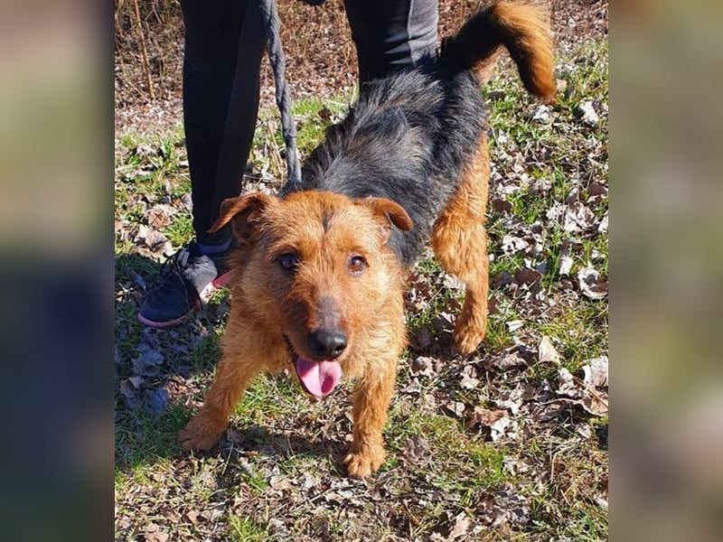 Dexter - Wuschelkopf mit Charme