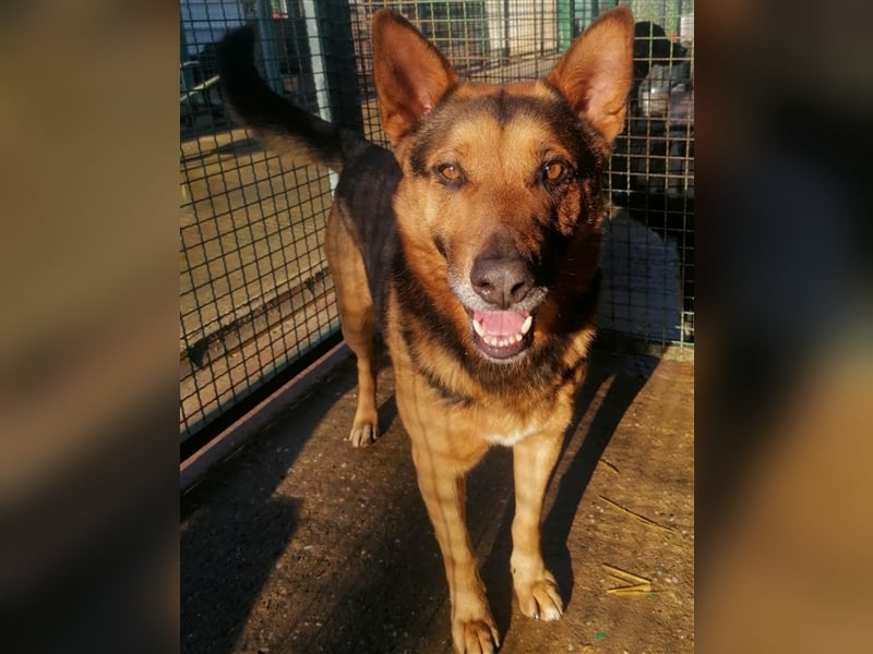 Vuki - Traumhund auf Körbchensuche
