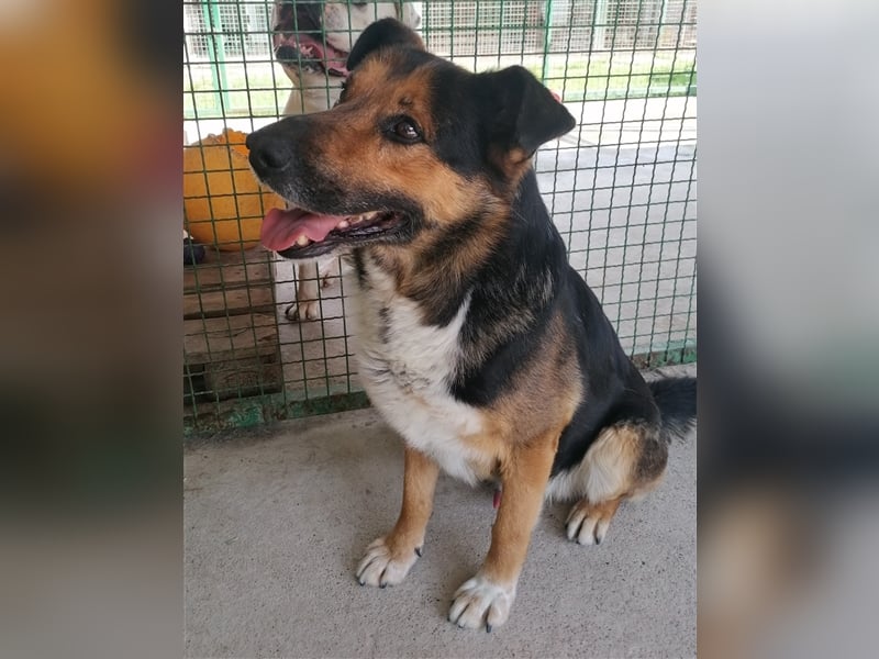 Pio - Vom Kettenhund zum Kuschelhelden