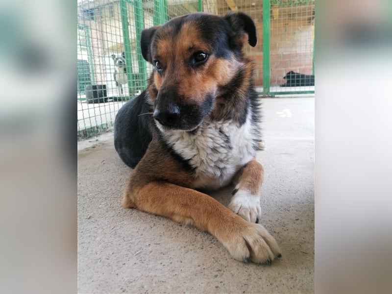 Pio - Vom Kettenhund zum Kuschelhelden