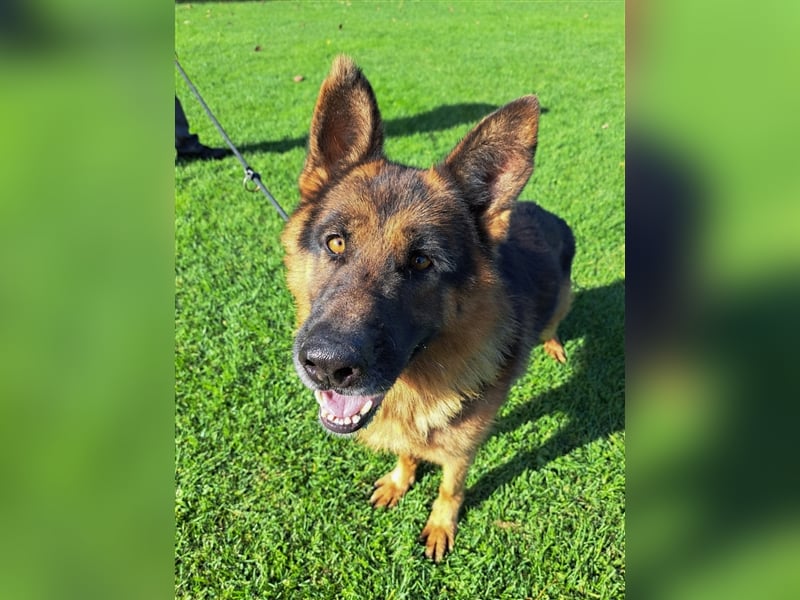 **NOTFALL** Vox - Klasse Hund sucht klasse Menschen