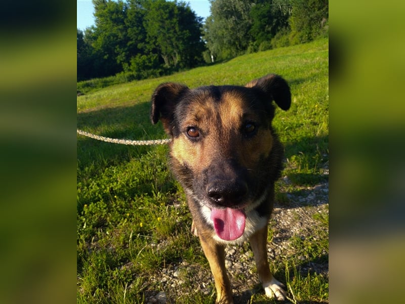 Pio - Vom Kettenhund zum Kuschelhelden