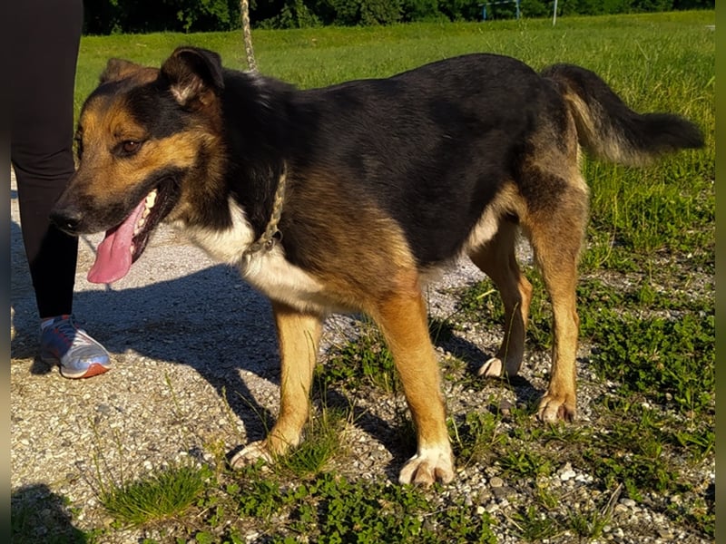 Pio - Vom Kettenhund zum Kuschelhelden