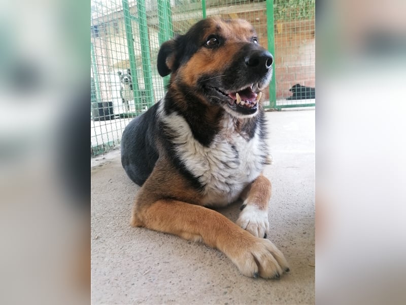 Pio - Vom Kettenhund zum Kuschelhelden
