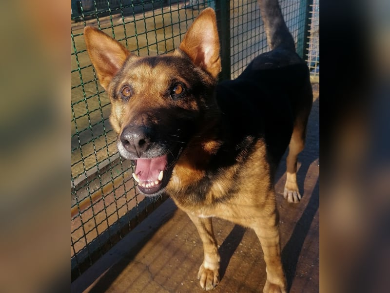 Vuki - Traumhund auf Körbchensuche
