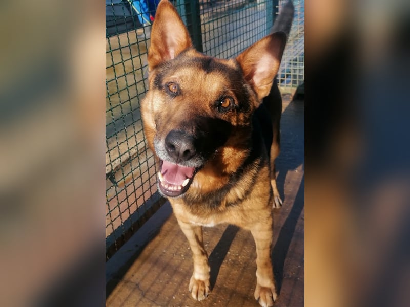 Vuki - Traumhund auf Körbchensuche