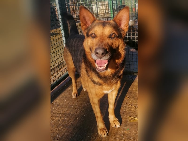 Vuki - Traumhund auf Körbchensuche
