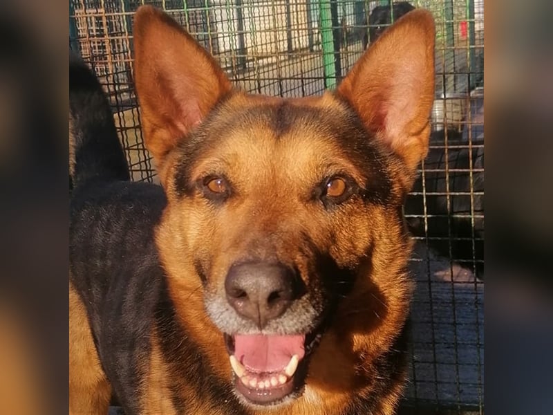 Vuki - Traumhund auf Körbchensuche