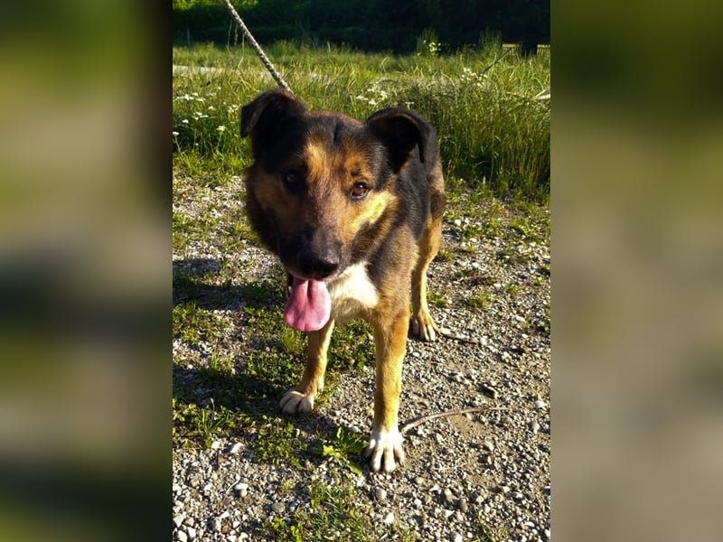 Pio - Vom Kettenhund zum Kuschelhelden