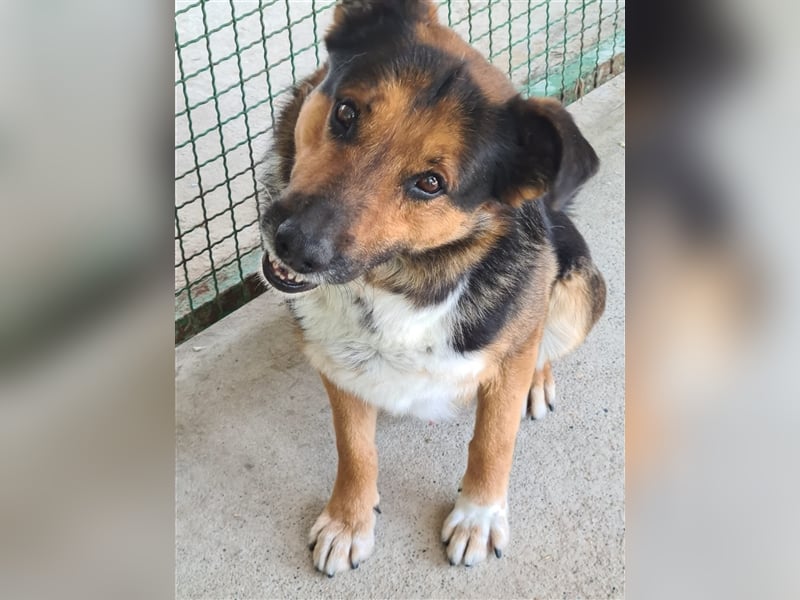 Pio - Vom Kettenhund zum Kuschelhelden