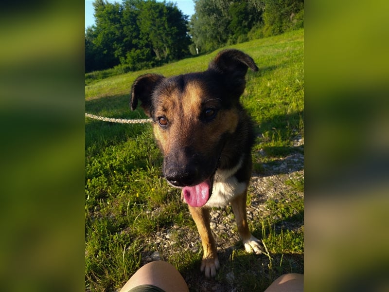 Pio - Vom Kettenhund zum Kuschelhelden