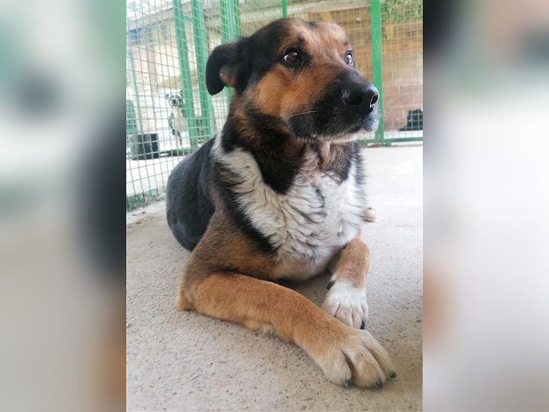 Pio - Vom Kettenhund zum Kuschelhelden