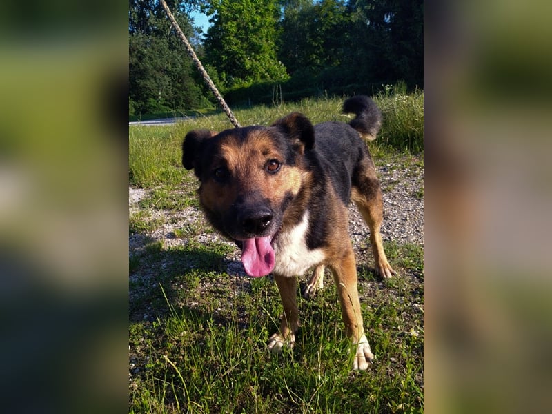 Pio - Vom Kettenhund zum Kuschelhelden
