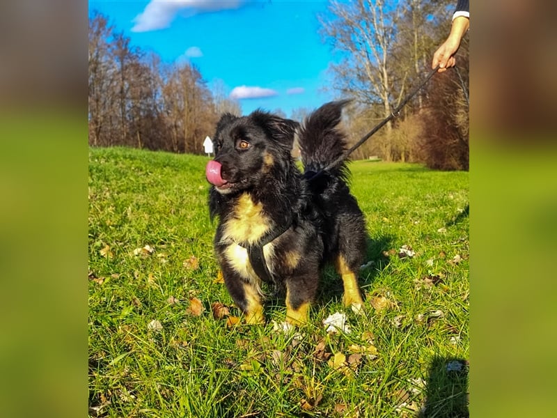 Percy - Minibärli