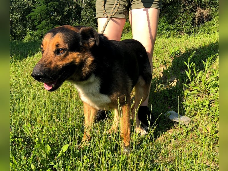 Pio - Vom Kettenhund zum Kuschelhelden