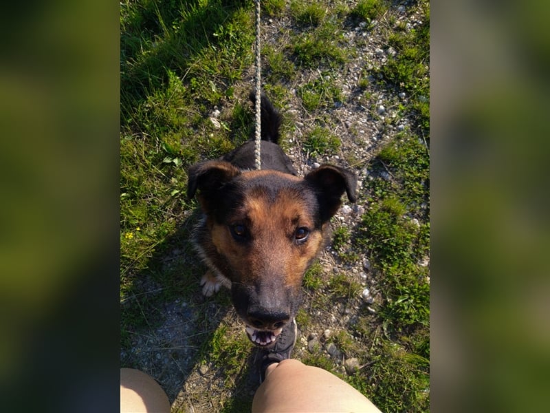 Pio - Vom Kettenhund zum Kuschelhelden
