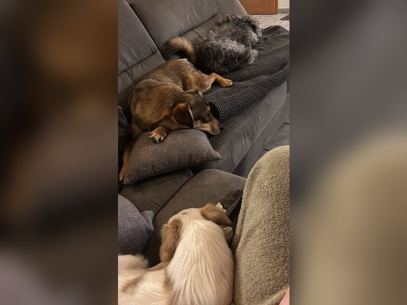 Toller Zhuzhik sucht liebevolles Zuhause
