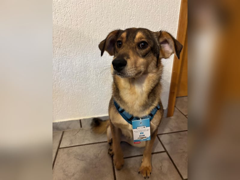 Toller Zhuzhik sucht liebevolles Zuhause