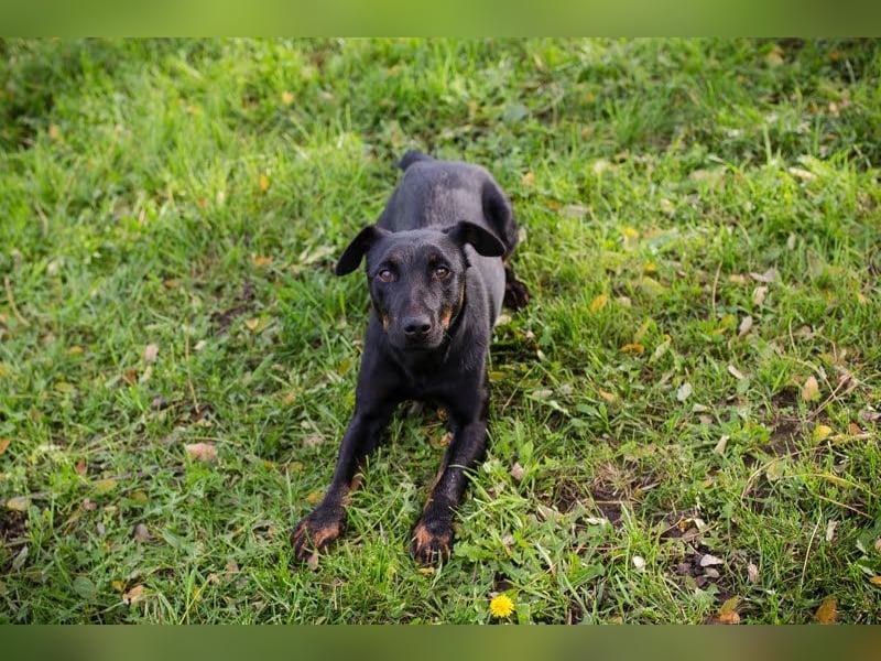 LOUIS - der aktive und neugierige kleine Kerl sucht seine eigene Familie