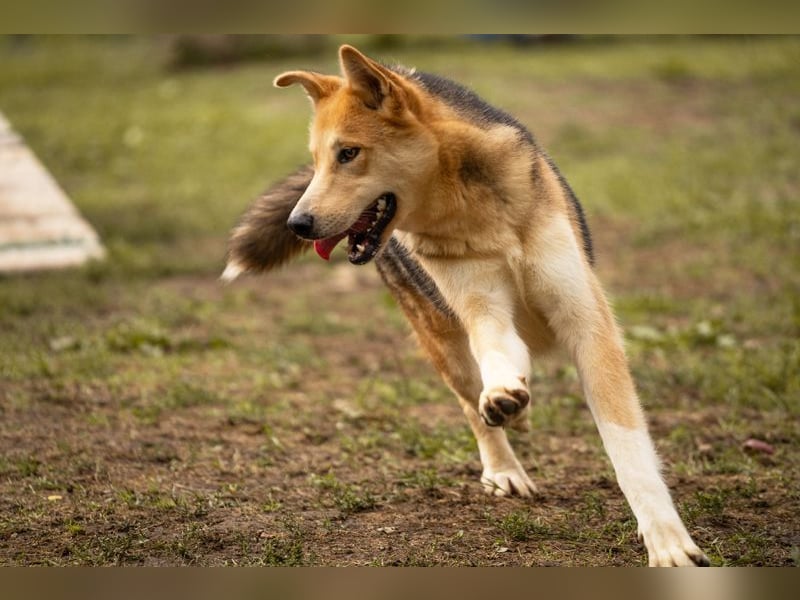 TOFI - der hübsche Rüde hat den speziellen Hundeblick perfektioniert - wer verliebt sich?