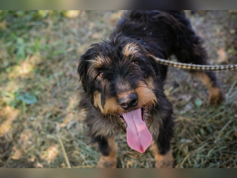 ELIOT - der süße Terrierjunge freut sich auf ein tolles Zuhause bei lieben Menschen