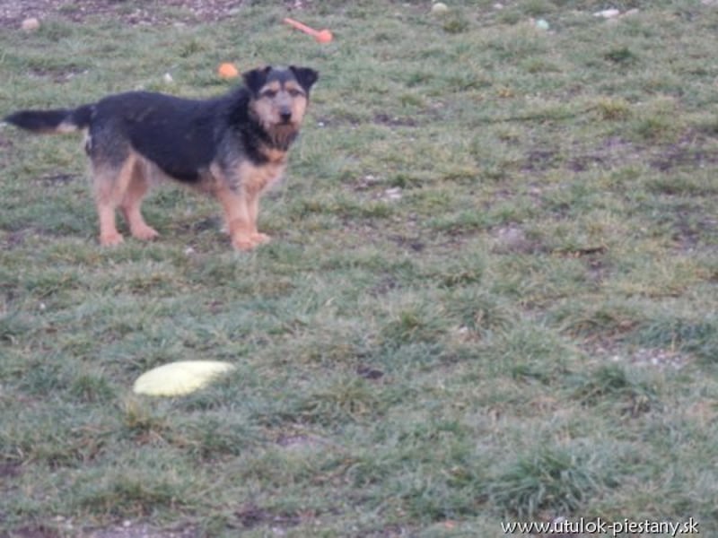 JIMBO - der temperamentvolle Terrier-Mix sucht ein hundeerfahrenes Zuhause