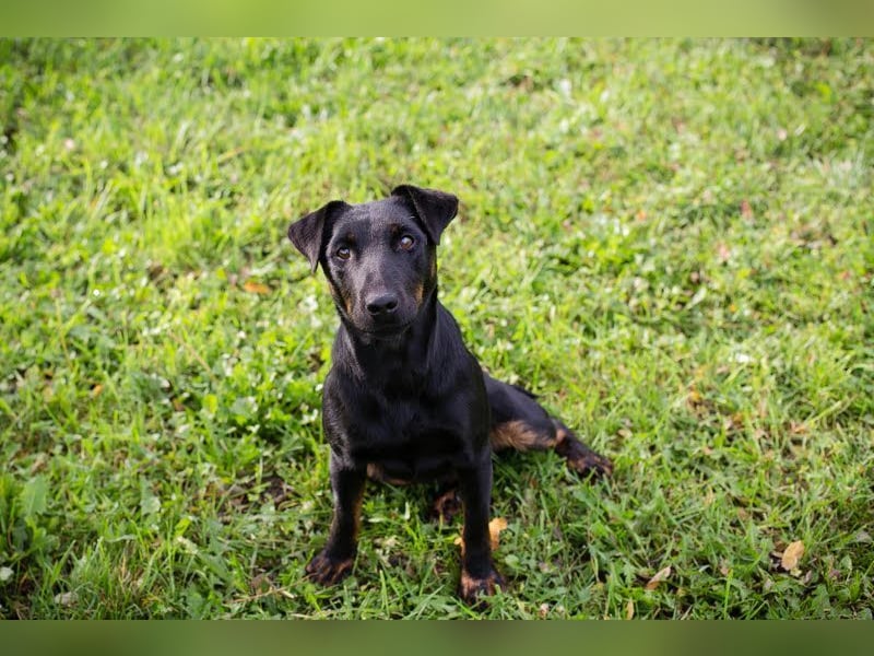 LOUIS - der aktive und neugierige kleine Kerl sucht seine eigene Familie