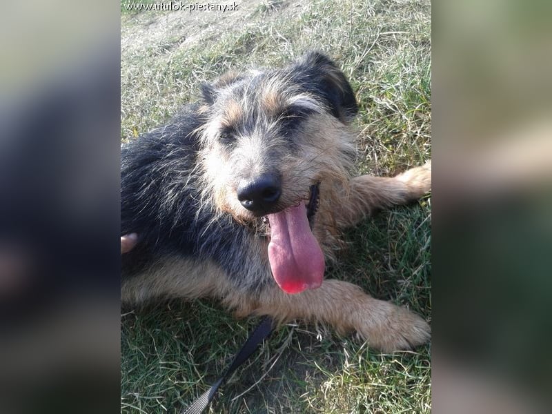 JIMBO - der temperamentvolle Terrier-Mix sucht ein hundeerfahrenes Zuhause