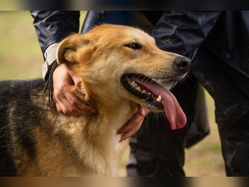 TOFI - der hübsche Rüde hat den speziellen Hundeblick perfektioniert - wer verliebt sich?