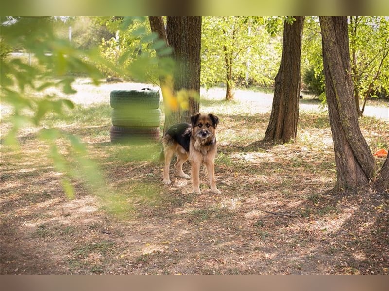 Chip-Nr. 212944 - der neugierige + zugewandte Rüde möchte mit seiner Familie tolle Abenteuer erleben
