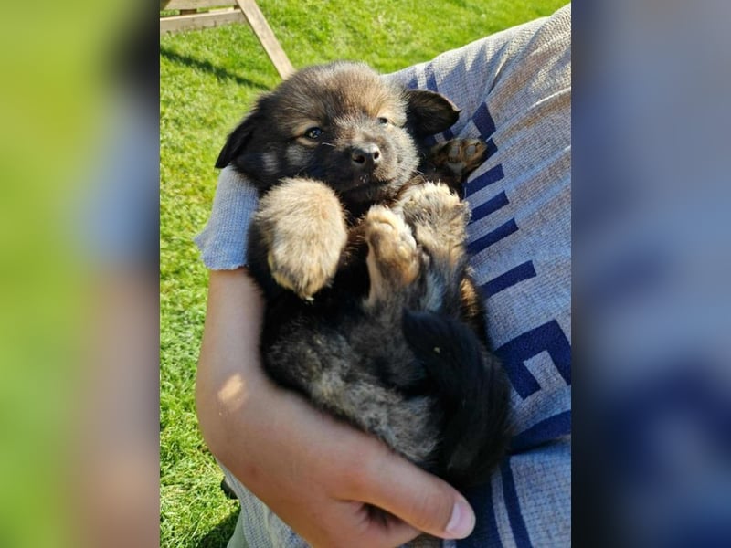 Welpe TEDDY - der kleine Mann freut sich auf sein Für-Immer Zuhause!