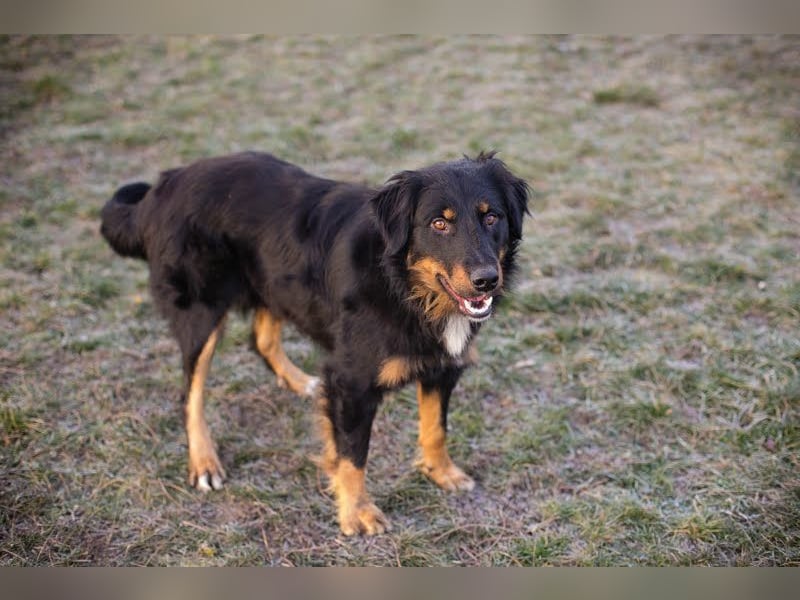 ROCKO - wer einen fröhlichen und aktiven Begleiter sucht ist hier richtig!
