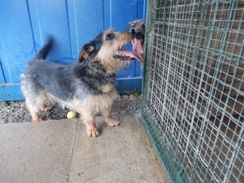 JIMBO - der temperamentvolle Terrier-Mix sucht ein hundeerfahrenes Zuhause