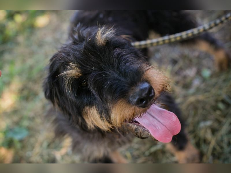 ELIOT - der süße Terrierjunge freut sich auf ein tolles Zuhause bei lieben Menschen