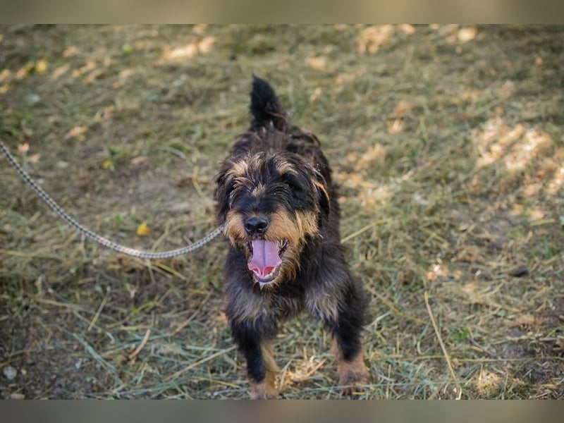 ELIOT - der süße Terrierjunge freut sich auf ein tolles Zuhause bei lieben Menschen