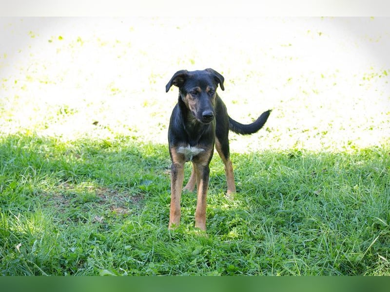DARCY - der aktive und neugierige junge Rüde möchte die Welt mit DIR erkunden
