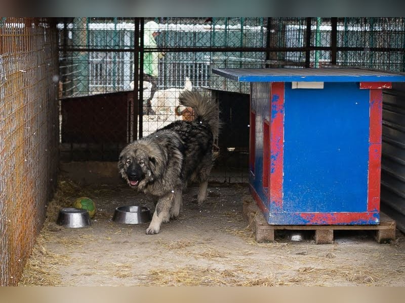 PAUL - der verspielte, große Junge sucht hundeerfahrene Menschen mit Geduld