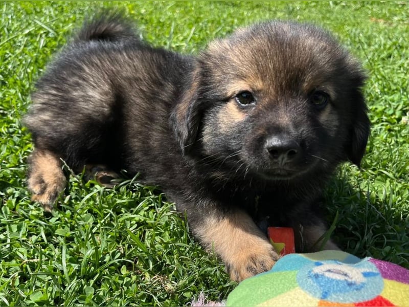 Welpe TEDDY - der kleine Mann freut sich auf sein Für-Immer Zuhause!