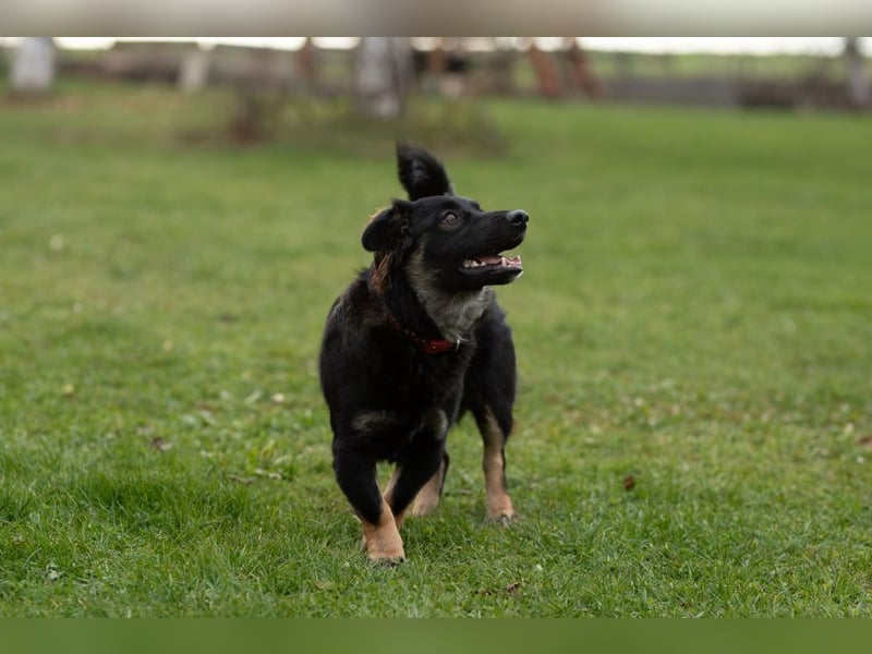 JACK - der neugierige kleine Mann liebt Kinder und Artgenossen + sucht ein liebes Zuhause