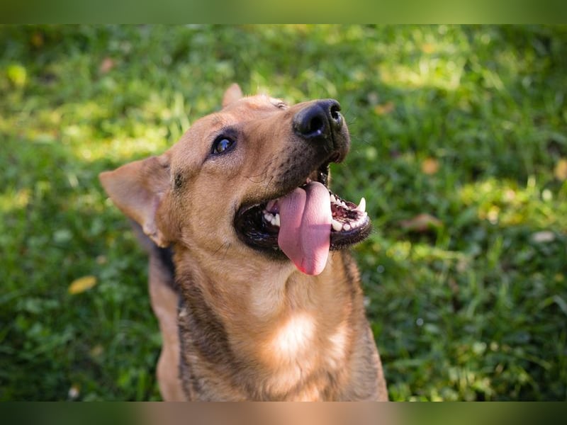 COOKIE - der aktive und aufgeweckte Junghund lernt schnell und geht schon toll an der Leine