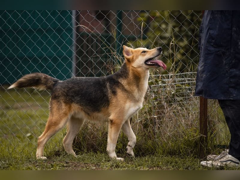 TOFI - der hübsche Rüde hat den speziellen Hundeblick perfektioniert - wer verliebt sich?