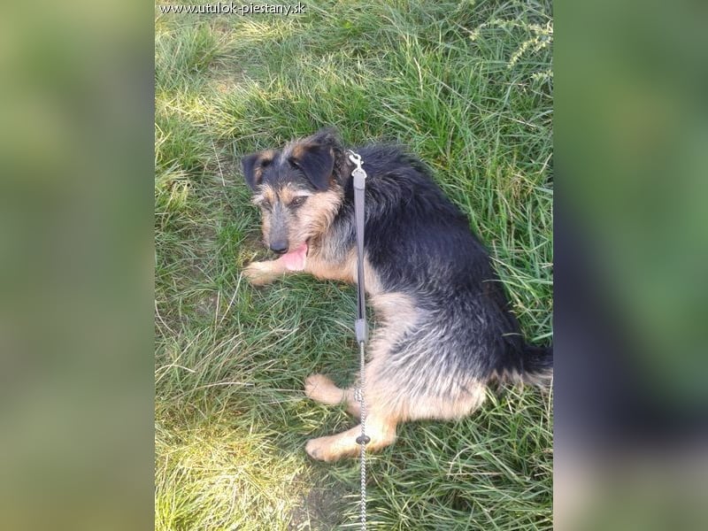 JIMBO - der temperamentvolle Terrier-Mix sucht ein hundeerfahrenes Zuhause