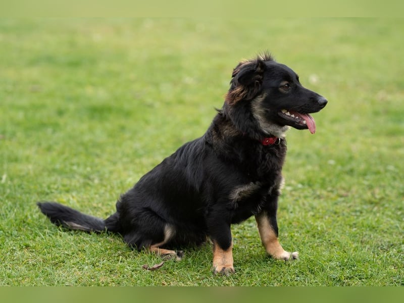 JACK - der neugierige kleine Mann liebt Kinder und Artgenossen + sucht ein liebes Zuhause