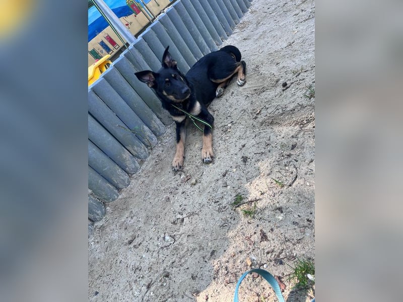 OAKLEY - wer schenkt mir ein tolles Für-Immer Zuhause?