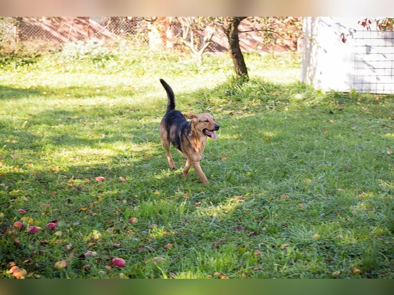 COOKIE - der aktive und aufgeweckte Junghund lernt schnell und geht schon toll an der Leine