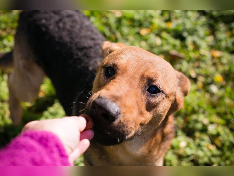 COOKIE - der aktive und aufgeweckte Junghund lernt schnell und geht schon toll an der Leine